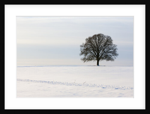 Old oak tree on a field in winter by Anonymous