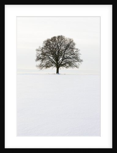 Old oak tree on a field in winter by Anonymous