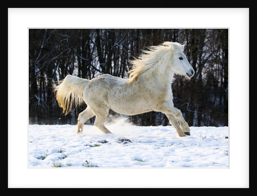 Elderly Welsh-Arab pony running on snow covered meadow by Anonymous