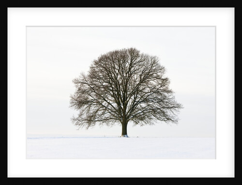 Old oak tree on a field in snow by Anonymous