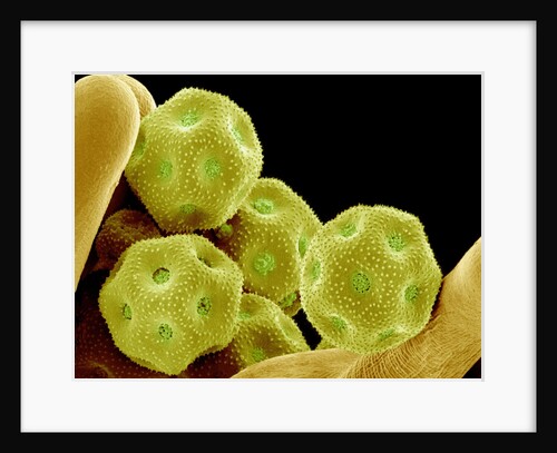 Chickweed Pollen by Anonymous