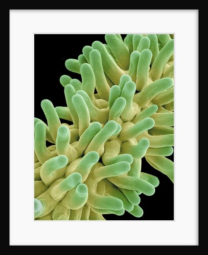 A Pistil in a Chickweed Flower by Anonymous