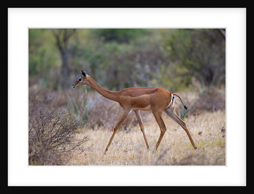 Gerenuk walking in Samburu National Park by Anonymous