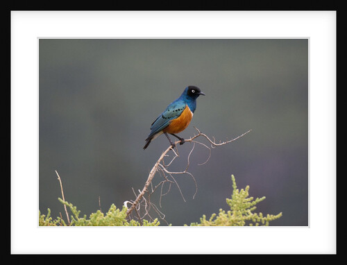 Superb Starling by Anonymous