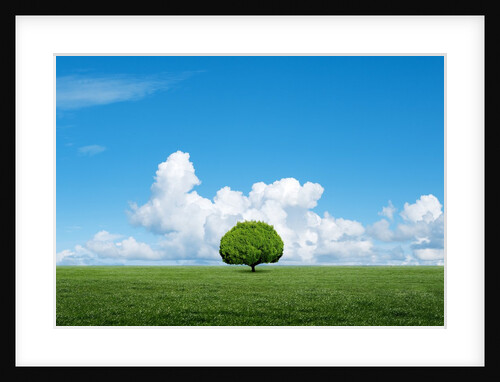 Lone tree in grassland by Anonymous