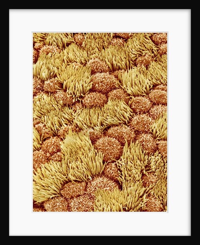 Cilia and mucous cells of oviduct (rat) by Anonymous