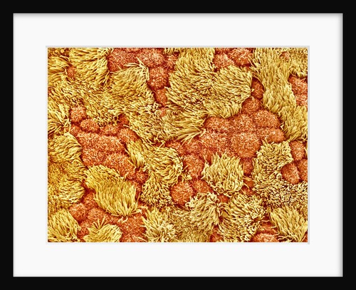 Cilia and mucous cells of oviduct (rat) by Anonymous