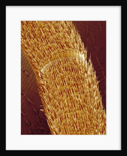 Antenna of ant by Anonymous