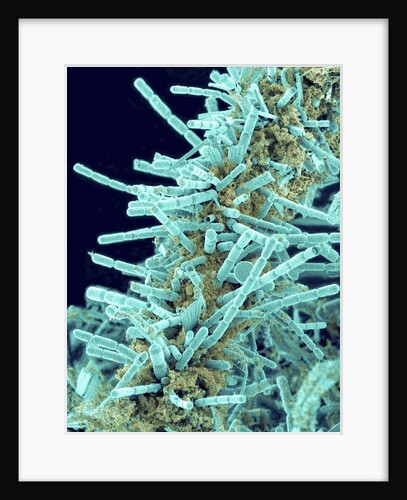 Marine Diatom by Anonymous