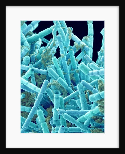 Marine Diatom by Anonymous