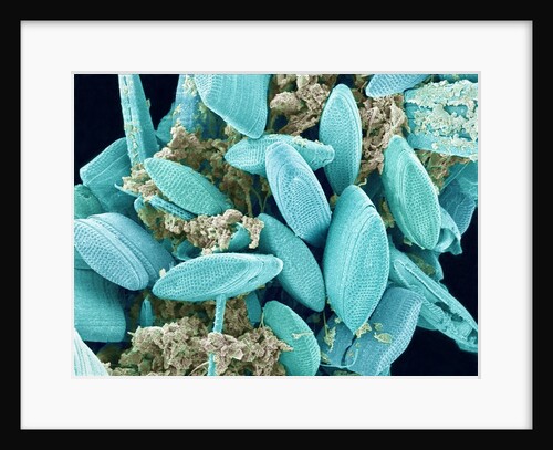 Marine Diatom by Anonymous