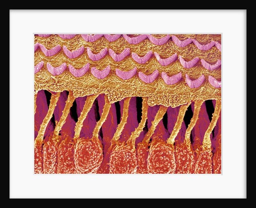Sensory hair of inner ear (rat) by Anonymous