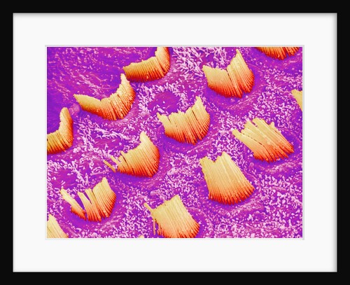 Sensory hair of inner ear (rat) by Anonymous