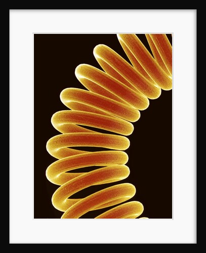 Filament of light bulb by Anonymous