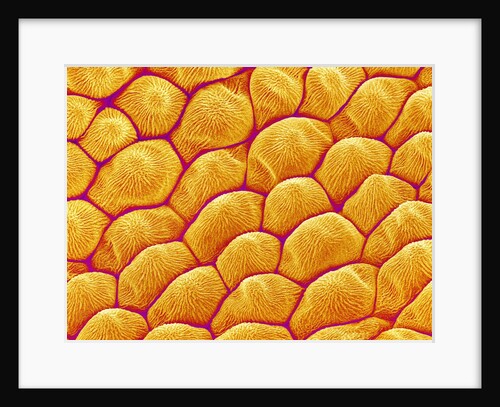 Chrysanthemum petal by Anonymous