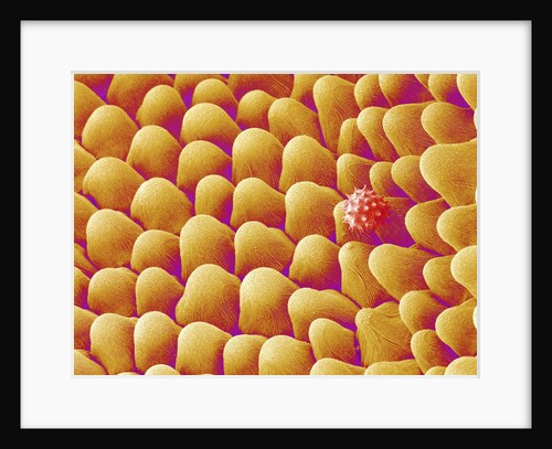 Chrysanthemum petal by Anonymous