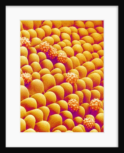 Chrysanthemum petal by Anonymous