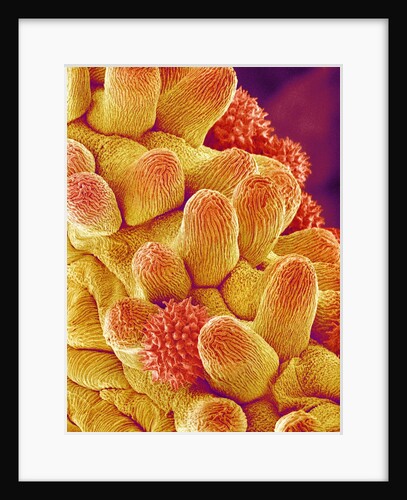 Chrysanthemum petal by Anonymous