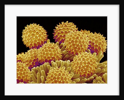 Pollen on pistel of a Morning glory by Anonymous