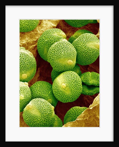 Pollen of Melon by Anonymous