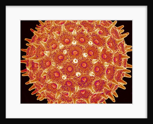 Pollen on pistel of Morning glory by Anonymous