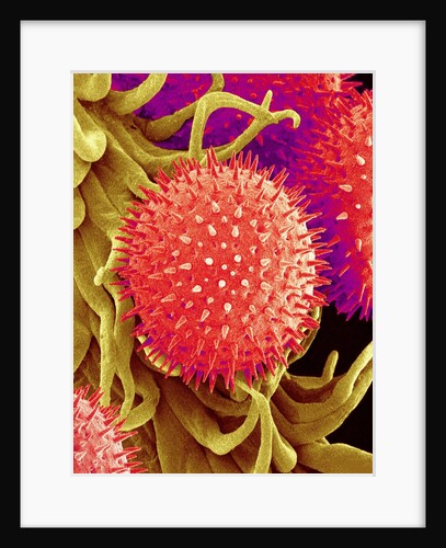 Pollen on Pistil of Mallow by Anonymous