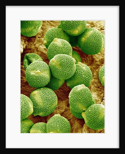 Pollen of Melon by Anonymous