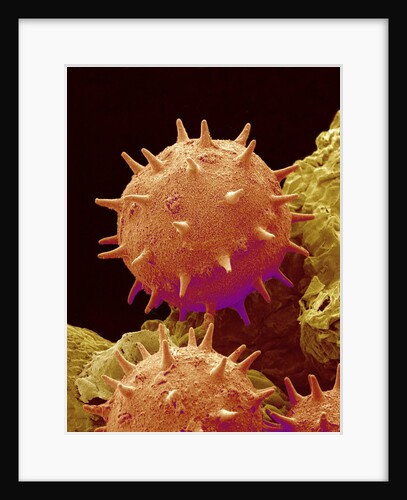 Pollen of Mallow by Anonymous