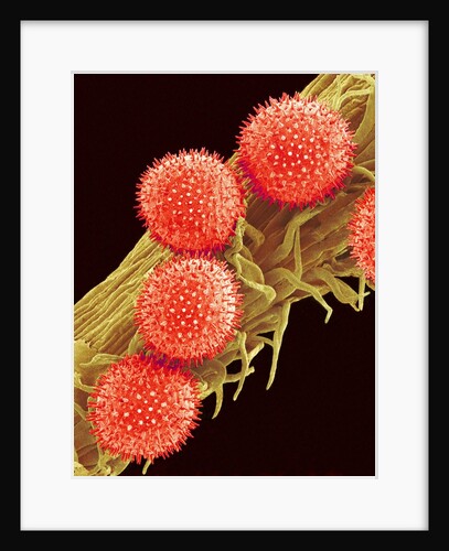 Pollen on Pistil of Mallow by Anonymous