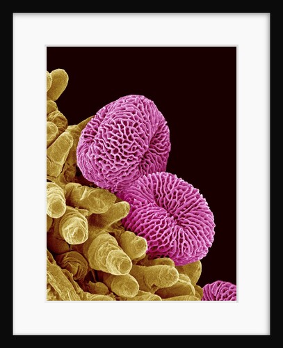 Pollen of a Geranium by Anonymous