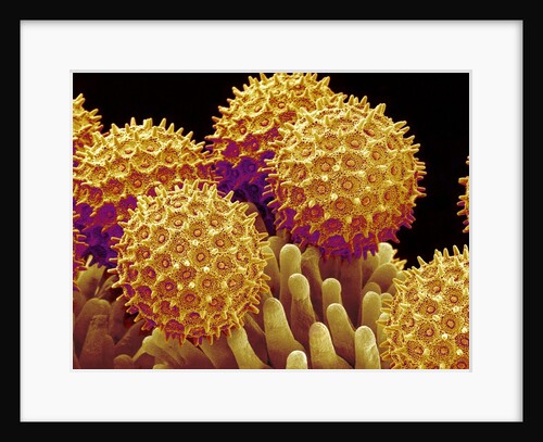 Pollen on pistel of Morning glory by Anonymous