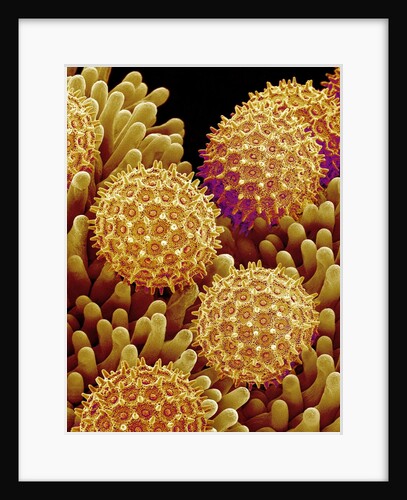 Pollen on pistel of Morning glory by Anonymous