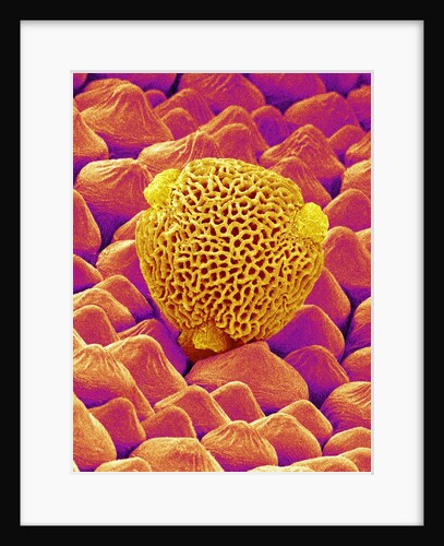 Pollen of a Geranium by Anonymous