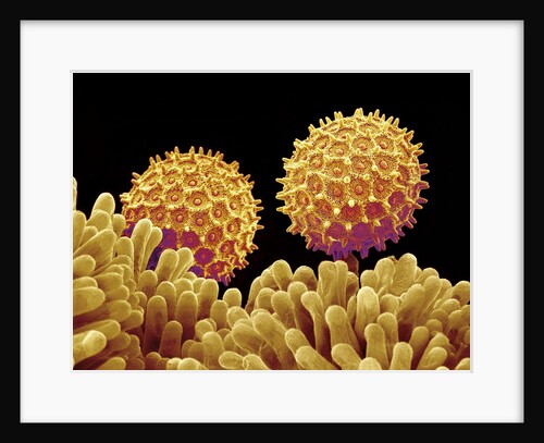 Pollen on pistel of Morning glory by Anonymous