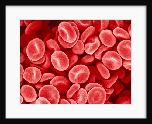 Human Red blood cells by Anonymous
