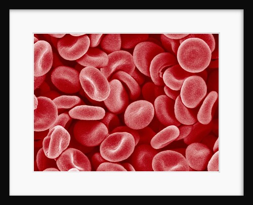 Human Red blood cells by Anonymous