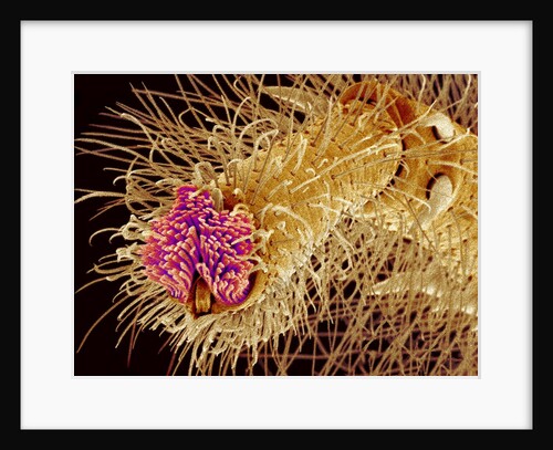 Hairs on the tip of the leg of a spider by Anonymous