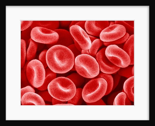 Human Red blood cells by Anonymous