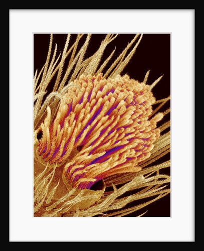 Hairs on the tip of the leg of a spider by Anonymous