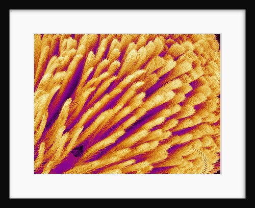 Hairs on the tip of the leg of a spider by Anonymous