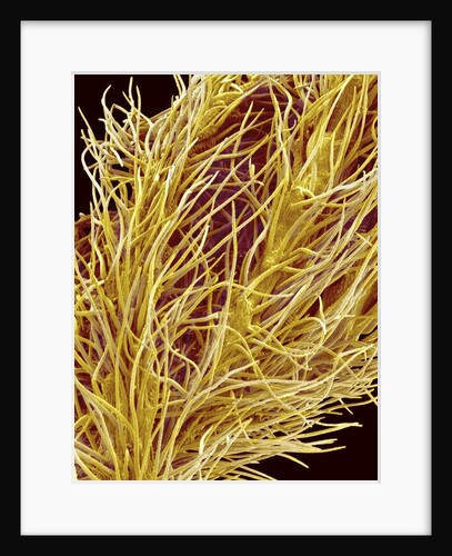 Stamen of Oleander by Anonymous