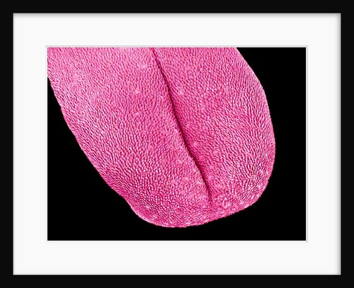 Mouse tongue by Anonymous