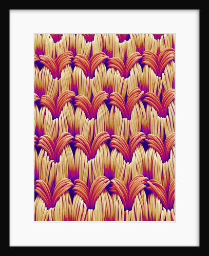 Cloth of women's underwear by Anonymous