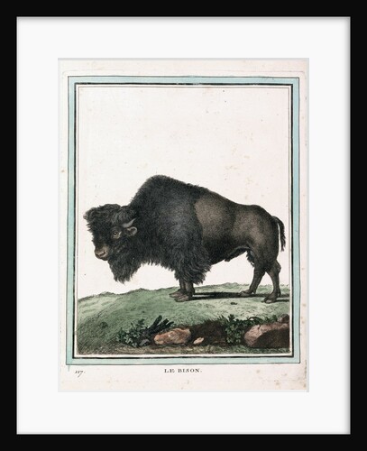 Le Bison illustration by Anonymous