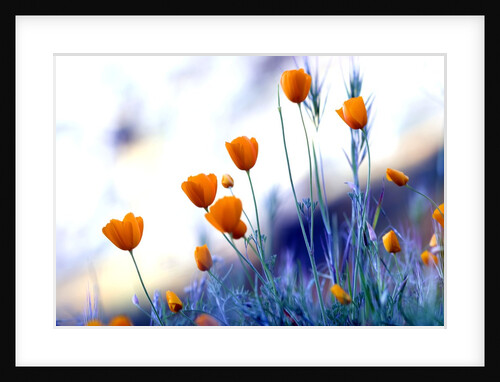 California poppies in Yosemite National Park by Anonymous