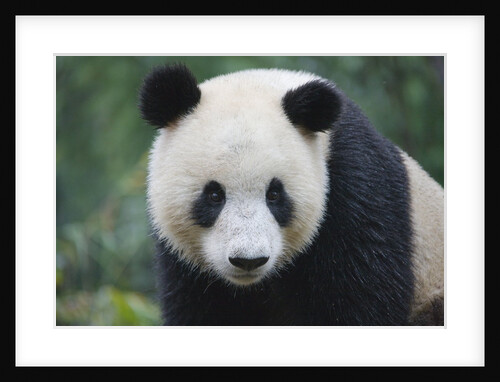 Giant panda cub by Anonymous