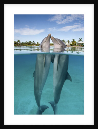 Atlantic Bottlenose Dolphins kissing by Anonymous