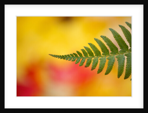 Fern leaf in fall by Anonymous