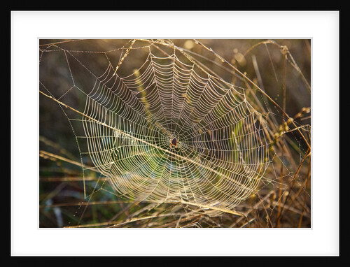 Dew on spider web on Mt. Hood by Anonymous