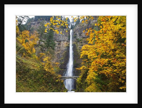 Multnomah Falls in the Columbia River Gorge by Anonymous